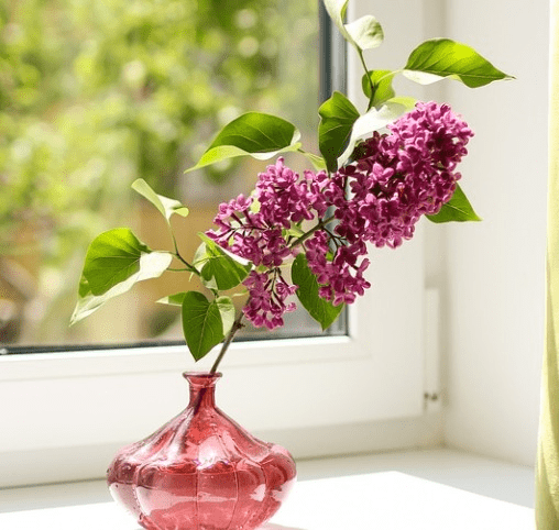 Windowsill gardens